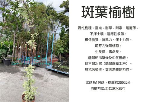 斑葉榆樹照顧|【榆樹照顧】榆樹養護秘訣大公開！從種植到開花，全方位照顧指。